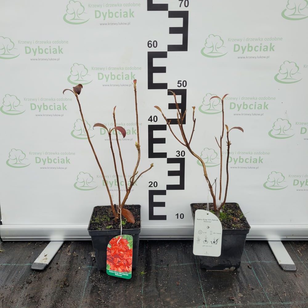 Azalia Wielkokwiatowa 'Doloroso' - obrazek 2