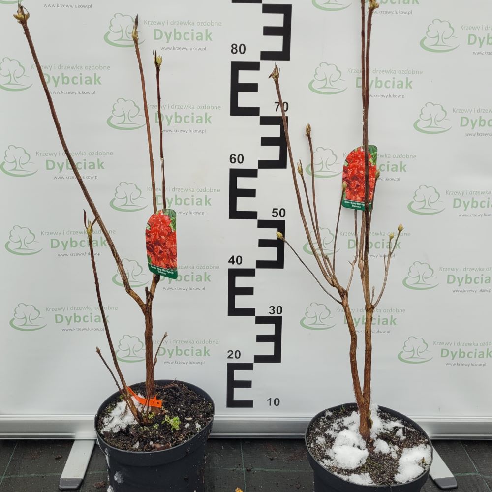 Azalia Wielkokwiatowa 'Doloroso' - obrazek 5