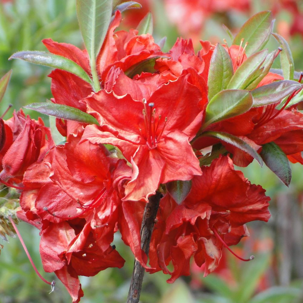 Azalia Wielkokwiatowa 'Doloroso'