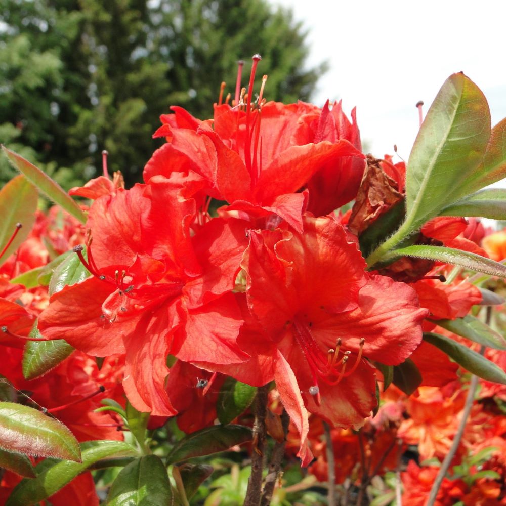 Azalia Wielkokwiatowa 'Doloroso' - obrazek 3