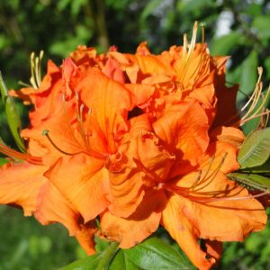 Azalia Wielkokwiatowa 'Gibraltar'