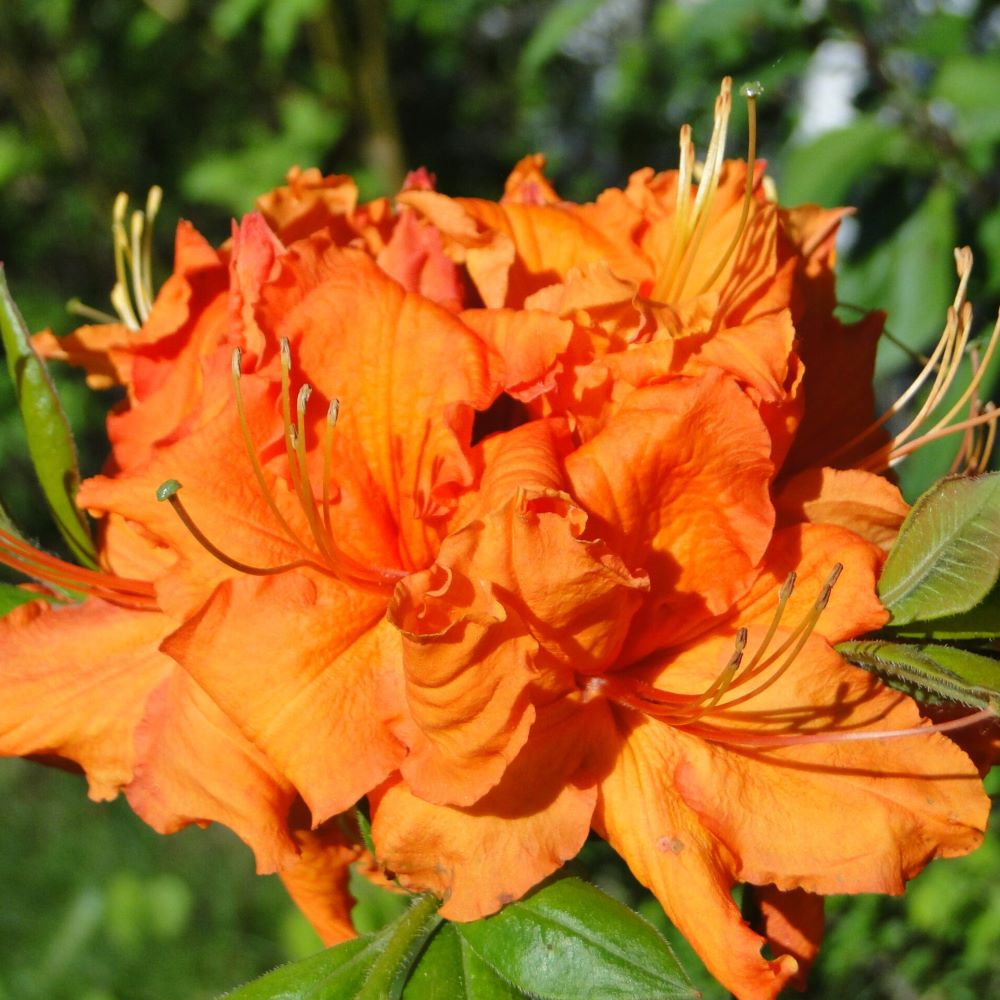 Azalia Wielkokwiatowa 'Gibraltar'