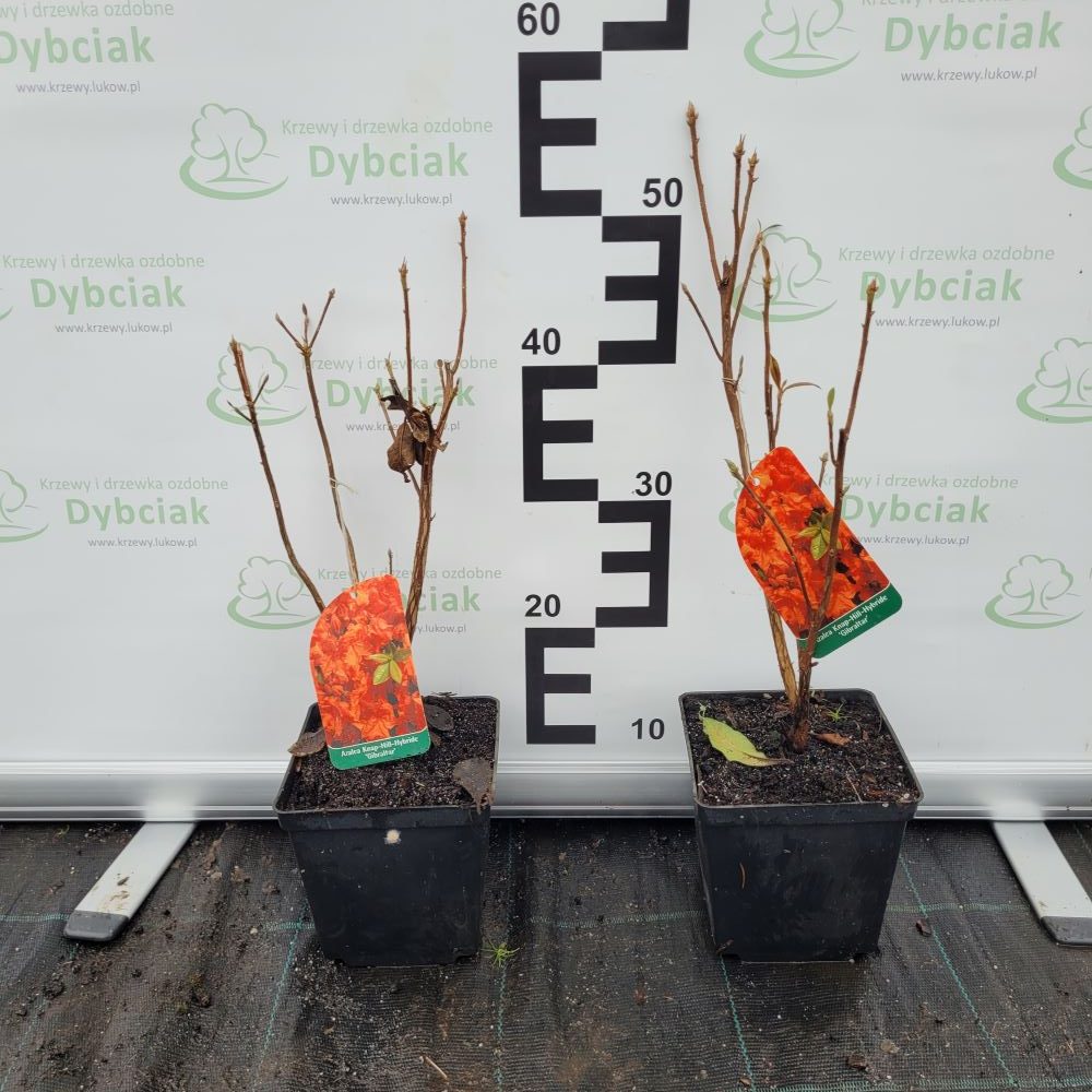 Azalia Wielkokwiatowa 'Gibraltar' - obrazek 2