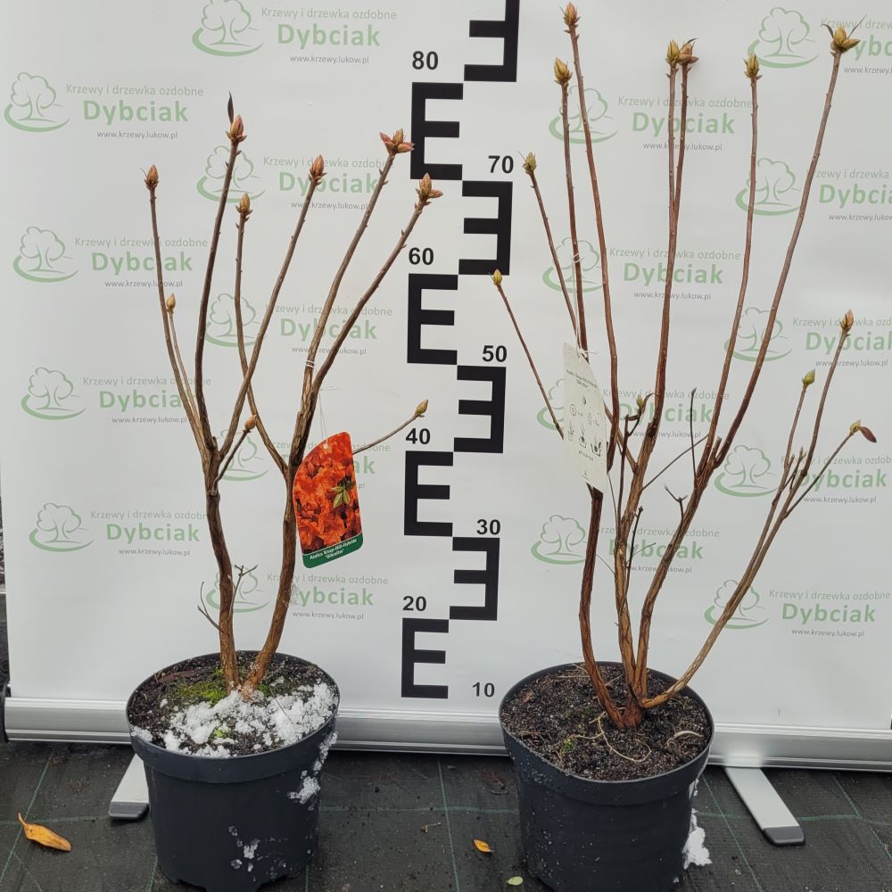 Azalia Wielkokwiatowa 'Gibraltar' - obrazek 6