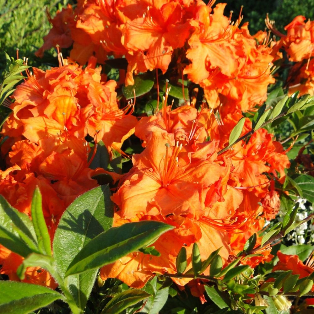 Azalia Wielkokwiatowa 'Gibraltar' - obrazek 5