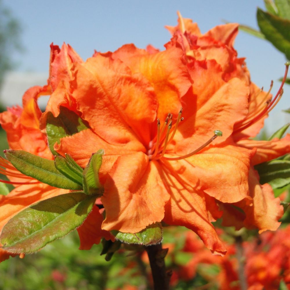 Azalia Wielkokwiatowa 'Gibraltar' - obrazek 4