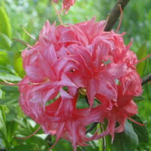 Azalia Wielkokwiatowa 'Homebush'