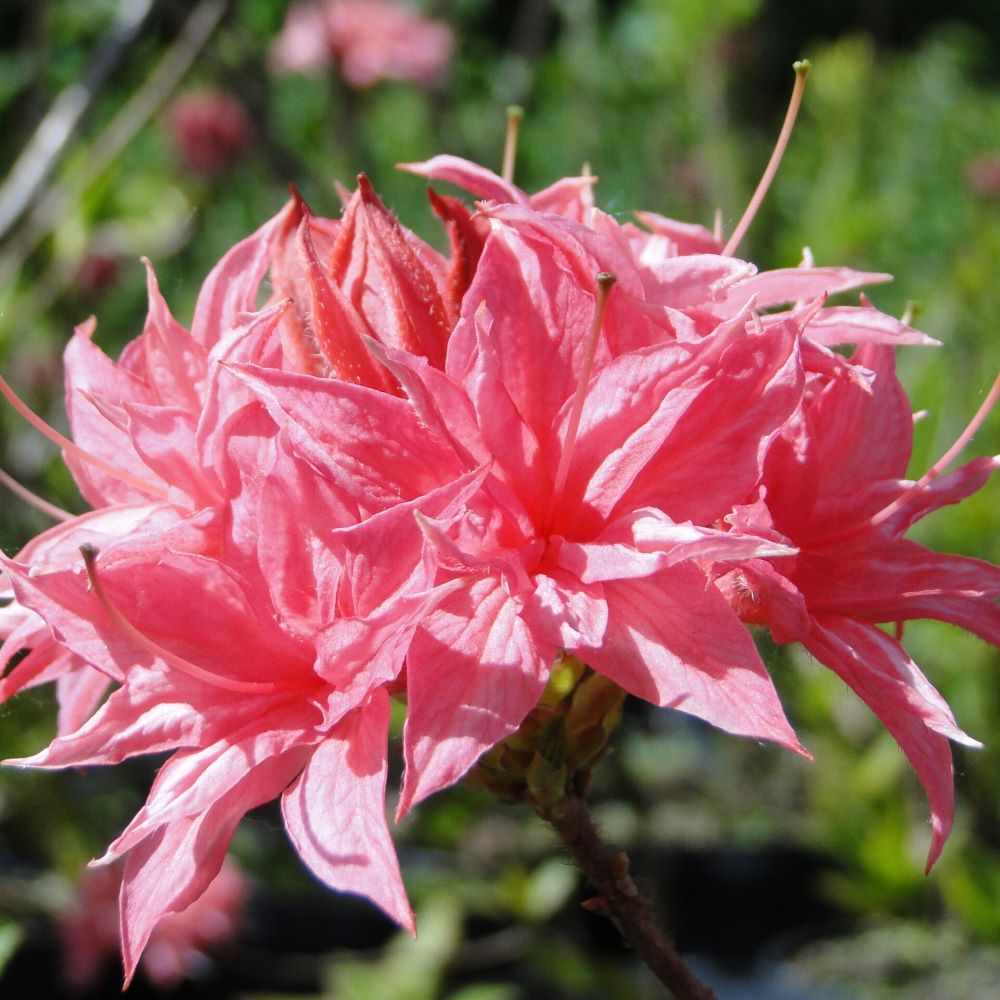 Azalia Wielkokwiatowa 'Homebush' - obrazek 3