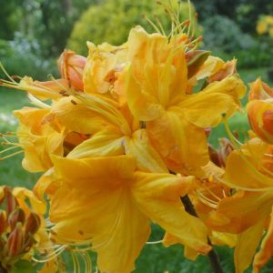 Azalia Wielkokwiatowa 'Klondyke'