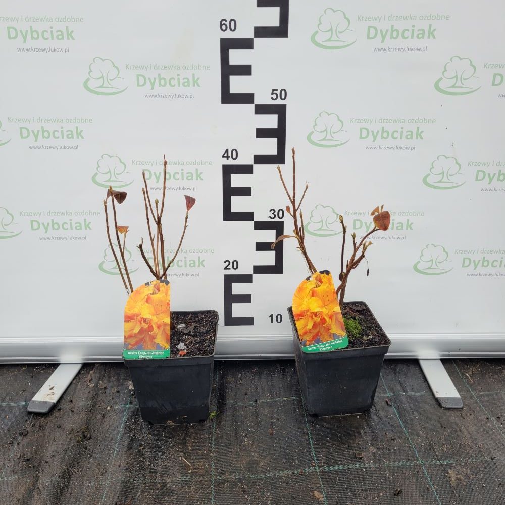 Azalia Wielkokwiatowa 'Klondyke' - obrazek 2