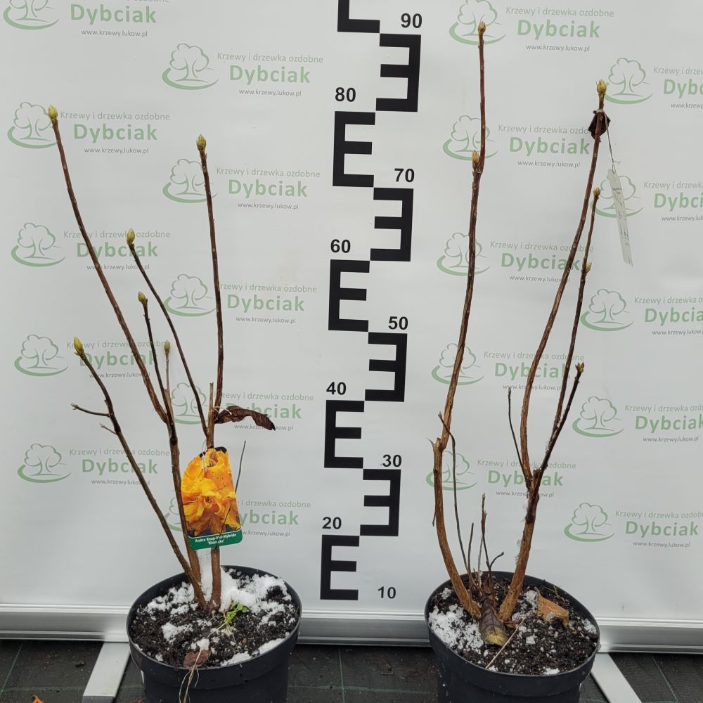 Azalia Wielkokwiatowa 'Klondyke' - obrazek 5