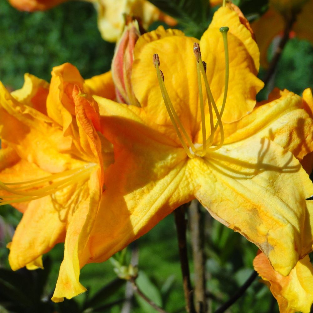 Azalia Wielkokwiatowa 'Klondyke' - obrazek 3