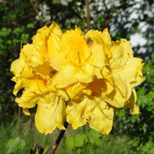 Azalia Wielkokwiatowa 'Limetta'