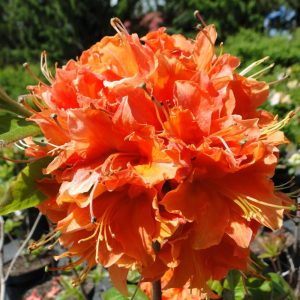 Azalia Wielkokwiatowa 'Mandarin Light'