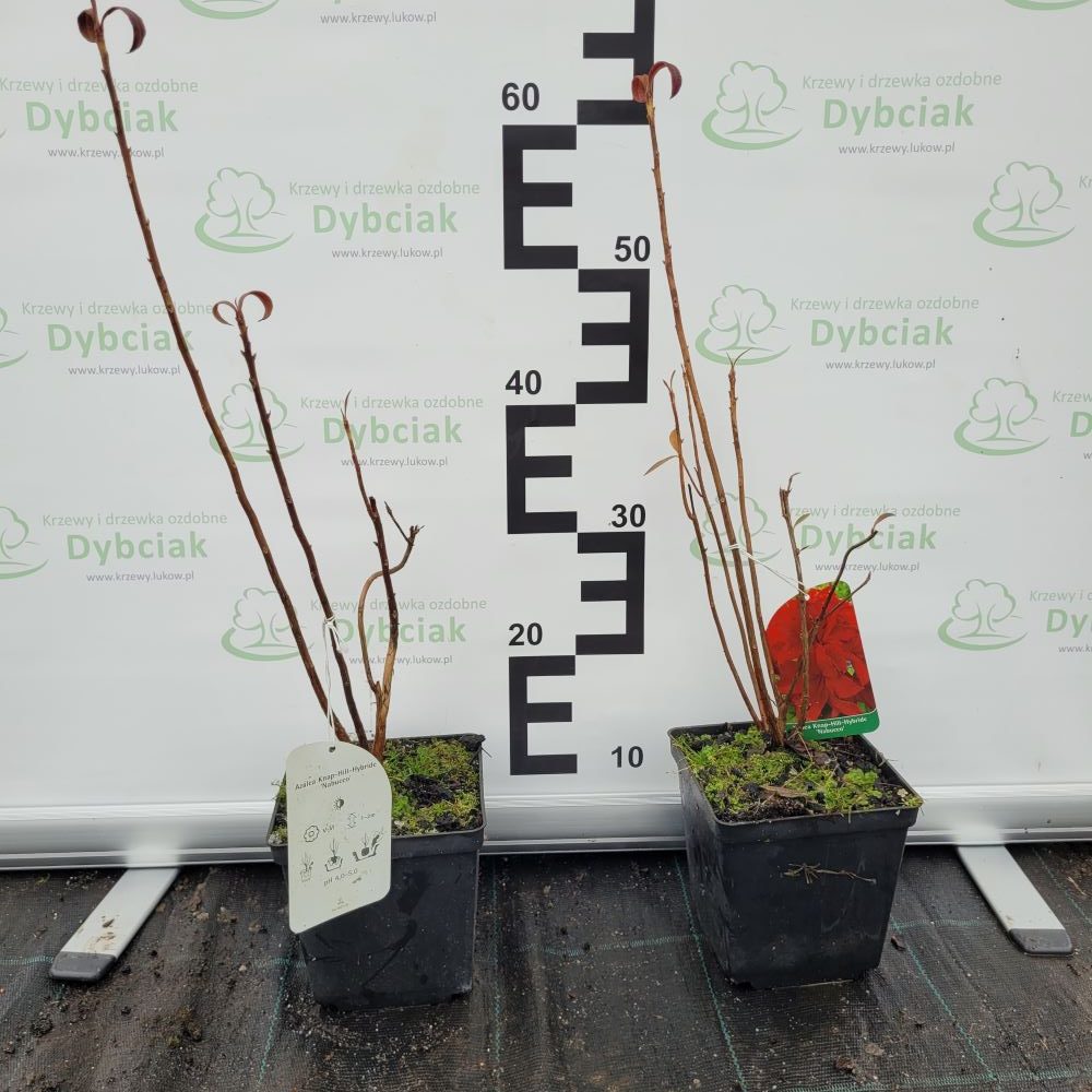 Azalia Wielkokwiatowa 'Nabucco' - obrazek 2