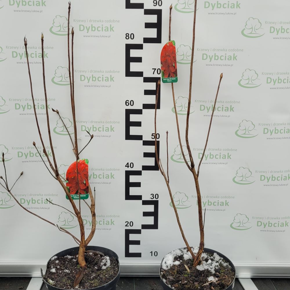 Azalia Wielkokwiatowa 'Nabucco' - obrazek 6