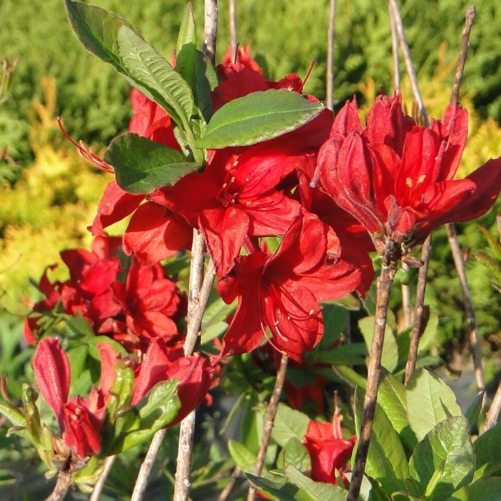 Azalia Wielkokwiatowa 'Nabucco' - obrazek 5