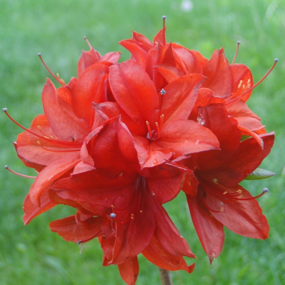 Azalia Wielkokwiatowa 'Nabucco'