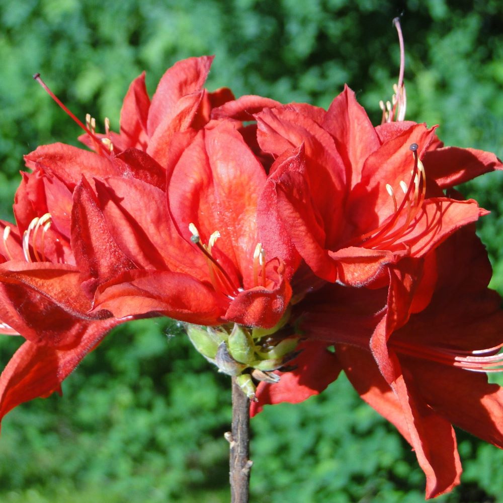 Azalia Wielkokwiatowa 'Nabucco' - obrazek 3