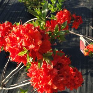 Azalia Wielkokwiatowa 'Parkfeuer'