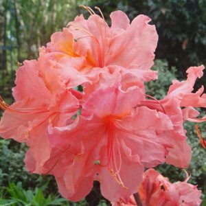 Azalia Wielkokwiatowa 'Sarina'