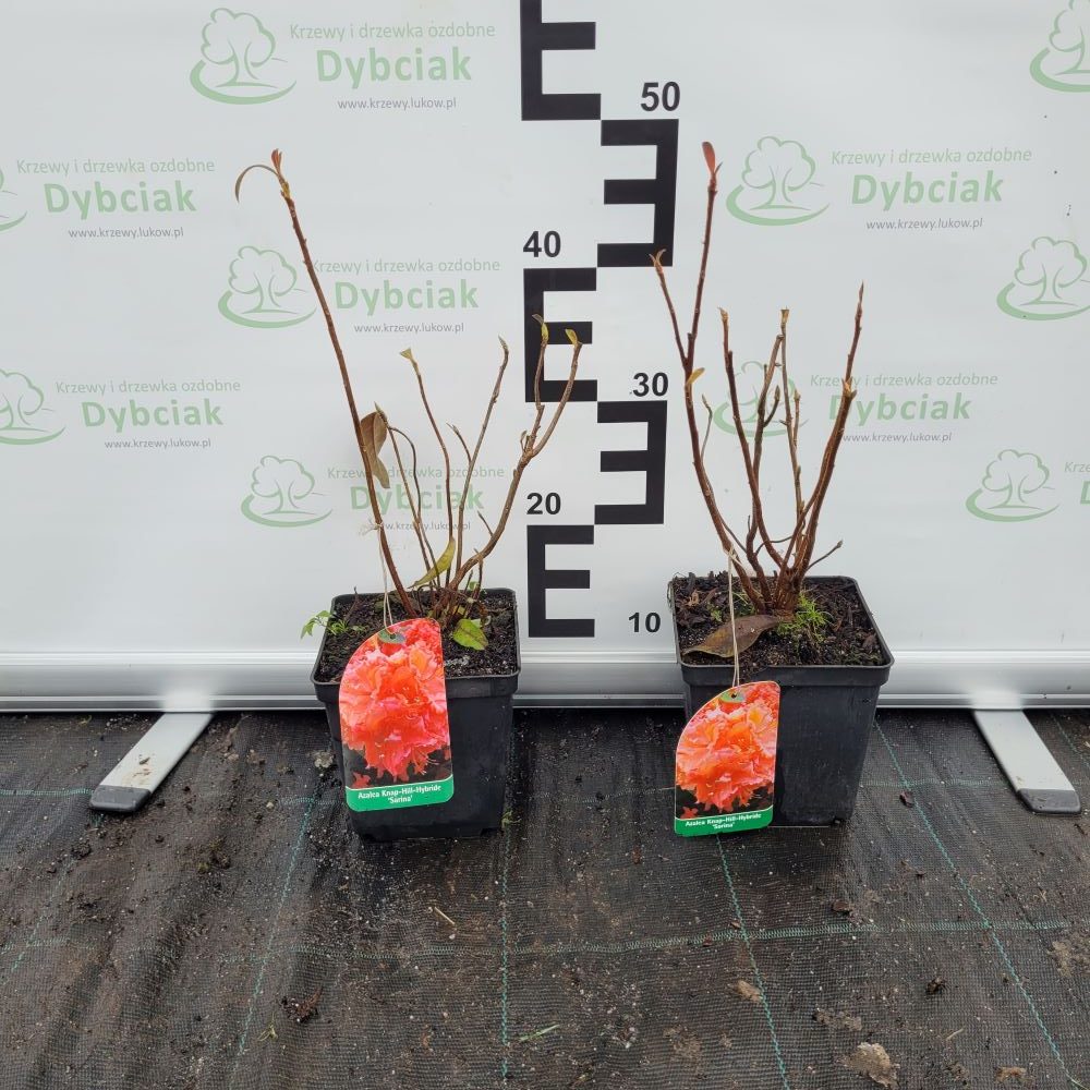 Azalia Wielkokwiatowa 'Sarina' - obrazek 2