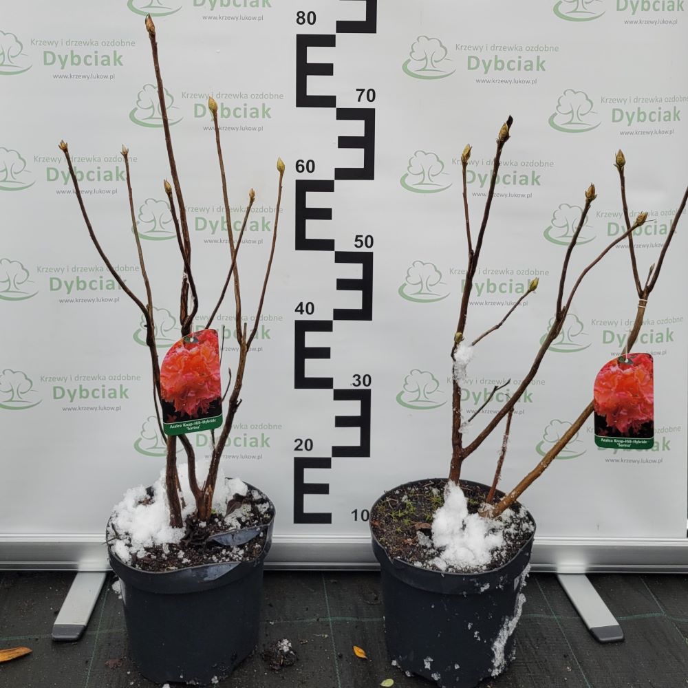 Azalia Wielkokwiatowa 'Sarina' - obrazek 6