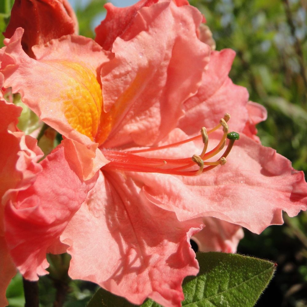 Azalia Wielkokwiatowa 'Sarina' - obrazek 4