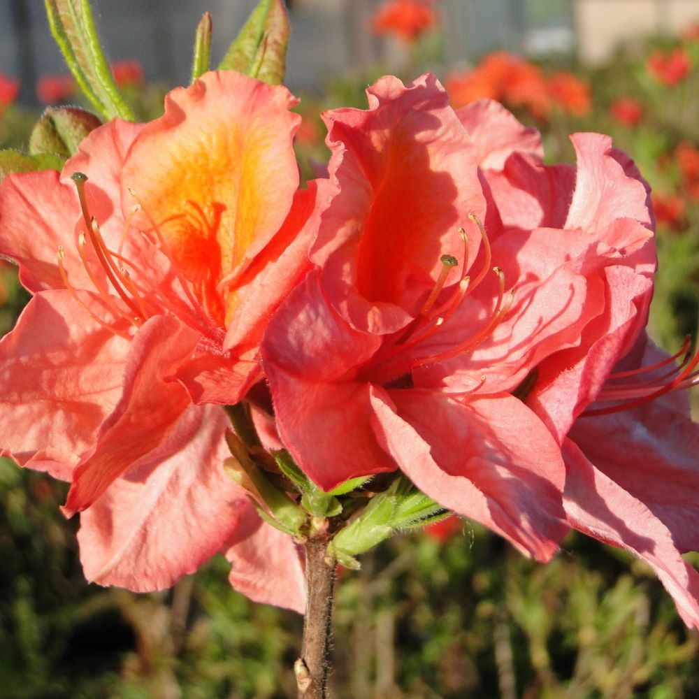 Azalia Wielkokwiatowa 'Sarina' - obrazek 5