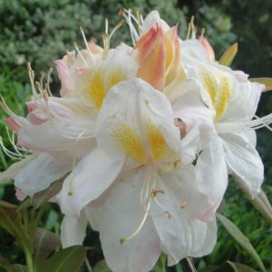 Azalia Wielkokwiatowa 'Silver Slipper'