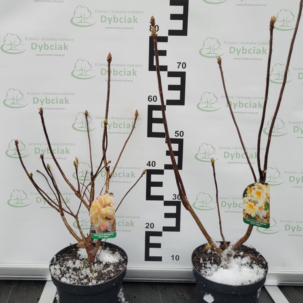 Azalia Wielkokwiatowa 'Silver Slipper' - obrazek 4