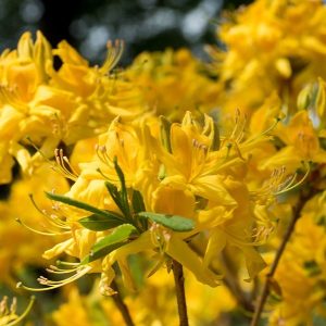 Azalia Wielkokwiatowa 'Yellow Pom Pom'
