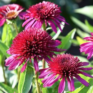 Jeżówka 'Blueberry Cheesecake'