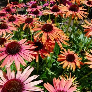 Jeżówka 'Fountain Orange Bicolour'