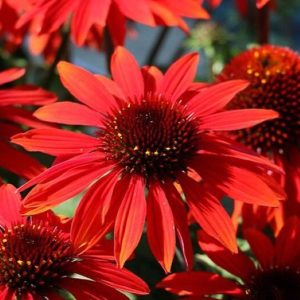 Jeżówka 'Fountain Red'