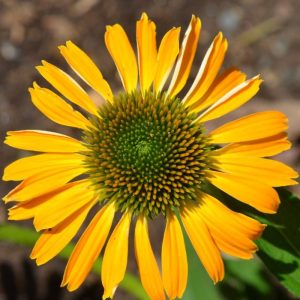 Jeżówka 'Golden Skipper'