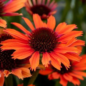 Jeżówka 'Orange Skipper'