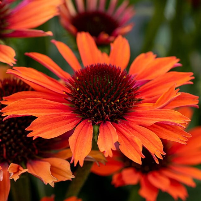Jeżówka 'Orange Skipper'
