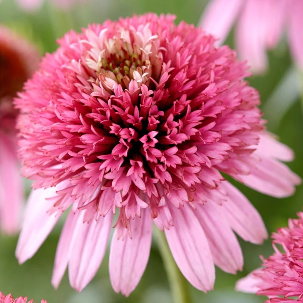 Jeżówka 'Butterfly Kisses'