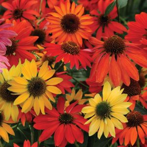 Jeżówka 'Cheyenne Spirit'