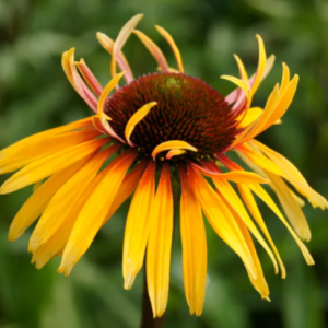 Jeżówka 'Funky Yellow'