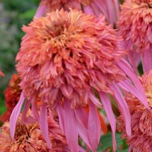 Jeżówka 'Guava Ice'