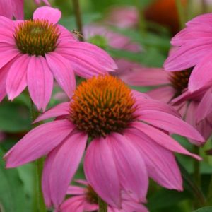 Jeżówka 'Powwow Wild Berry'