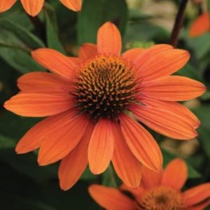 Jeżówka 'Sensation Orange'