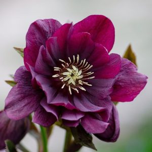 helleborus-orientalis-double-ellen-purple