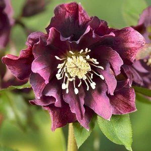 helleborus orientalis double ellen red