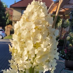 Hortensja bukietowa 'Bombshell'