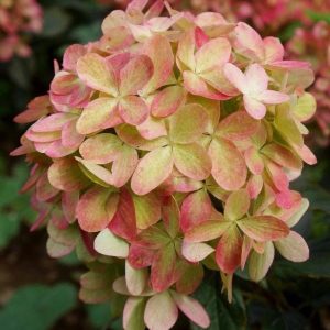 Hortensja bukietowa 'Graffiti'®