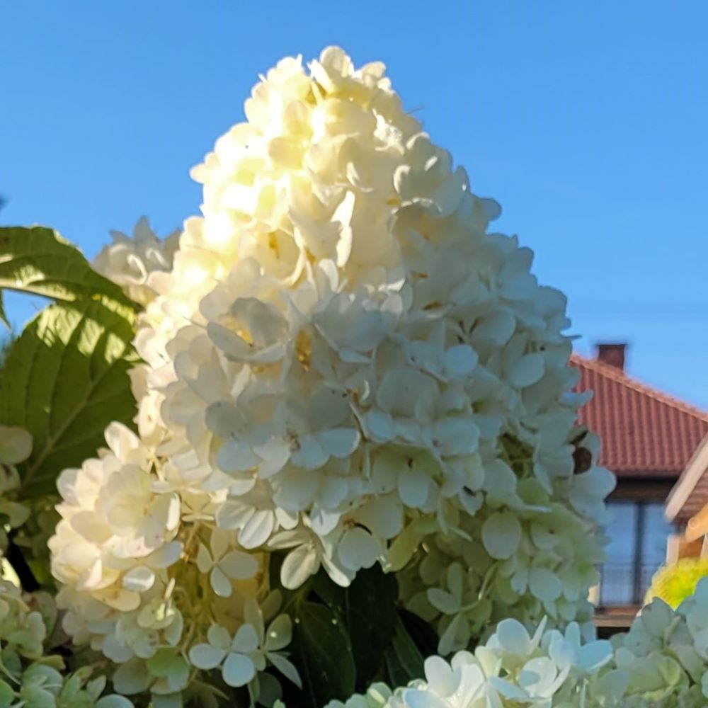 Hortensja Bukietowa 'Little Fresco'®