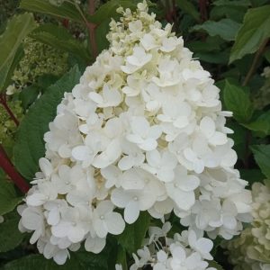 Hortensja bukietowa 'Magical Moonlight'®